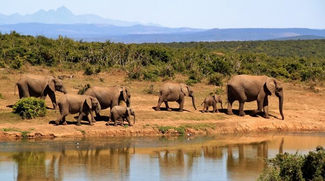 African Safaris from East to South